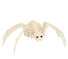Dierenskelet  Spin - 37 cm