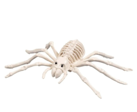 Dierenskelet  Spin - 23 cm