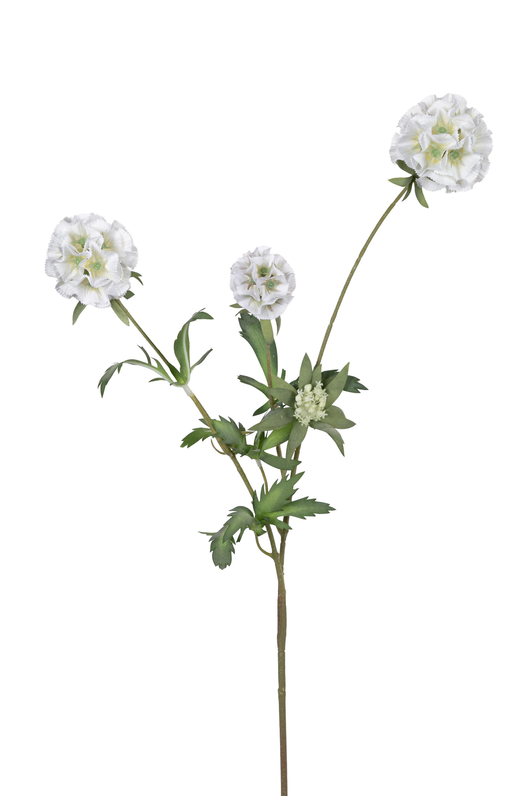 scabiosa wit