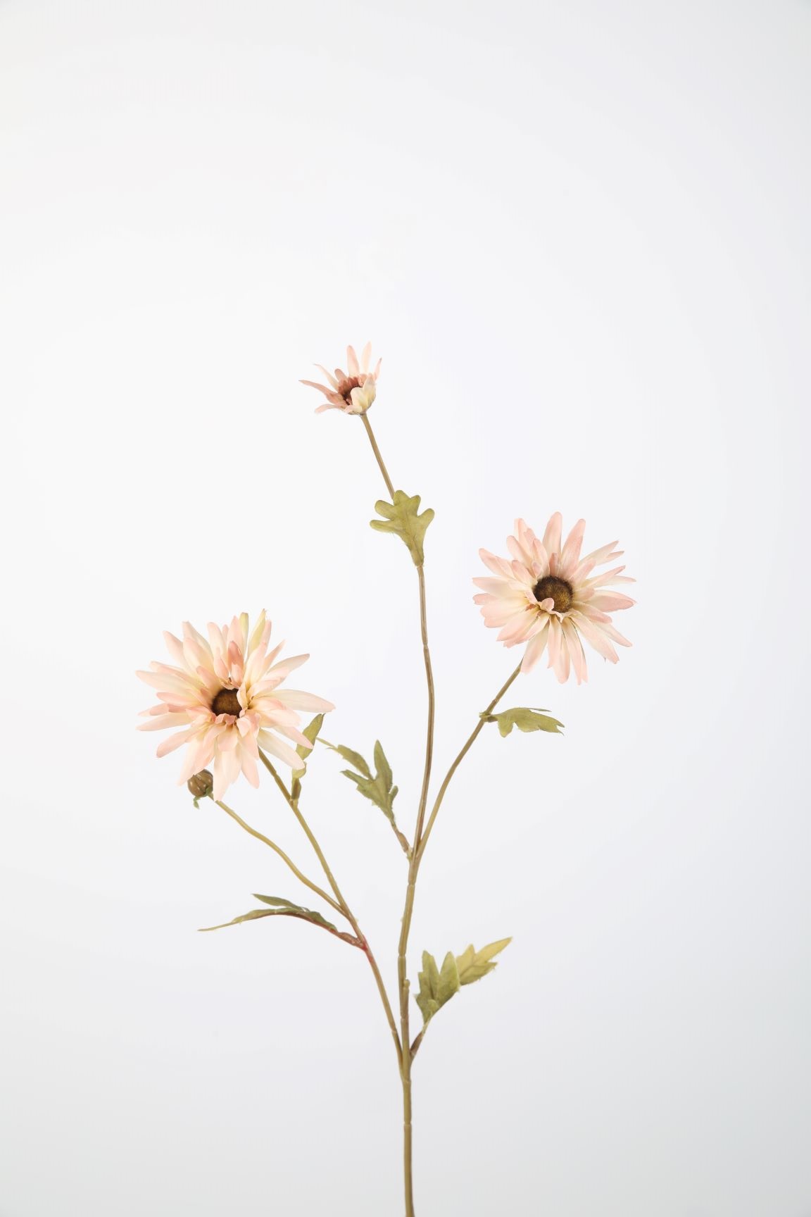 Daisy spray
