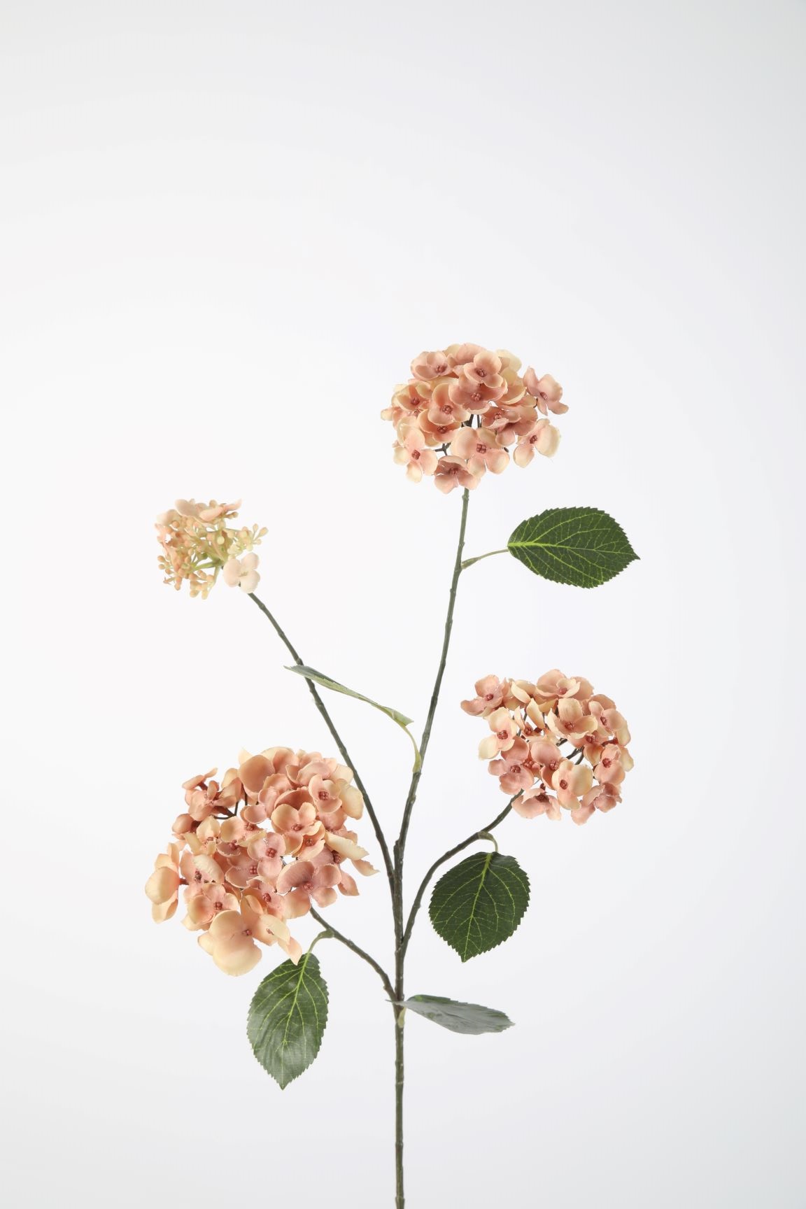 Hydrangea Pink