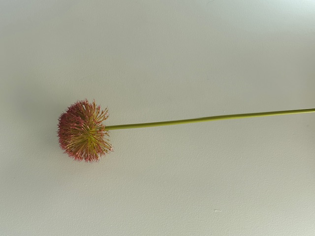 allium perfect  red grande