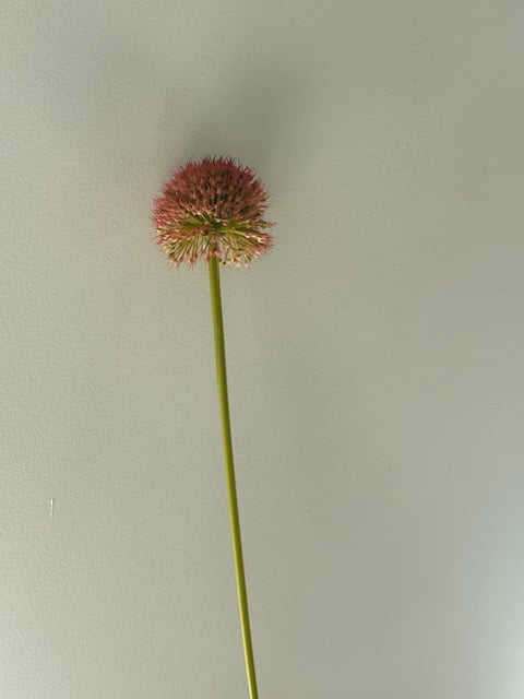 allium perfect  red grande