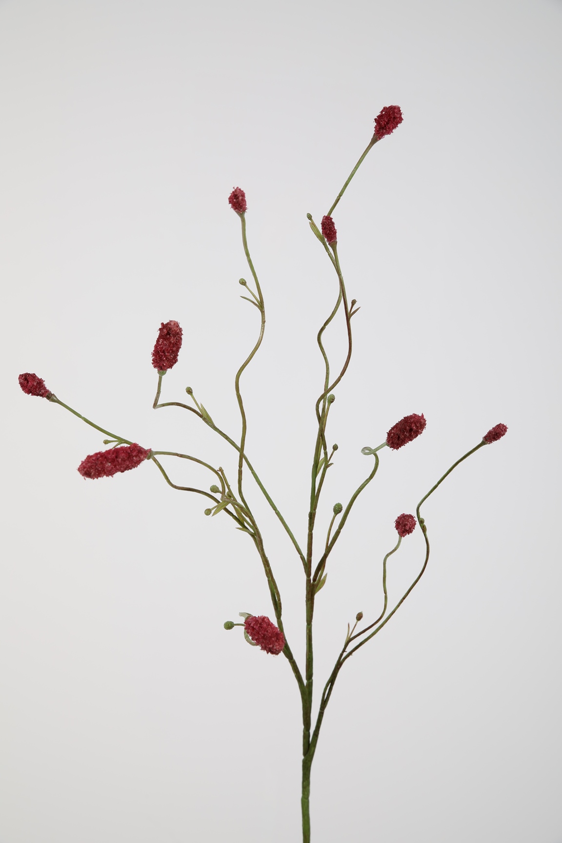 Burnet