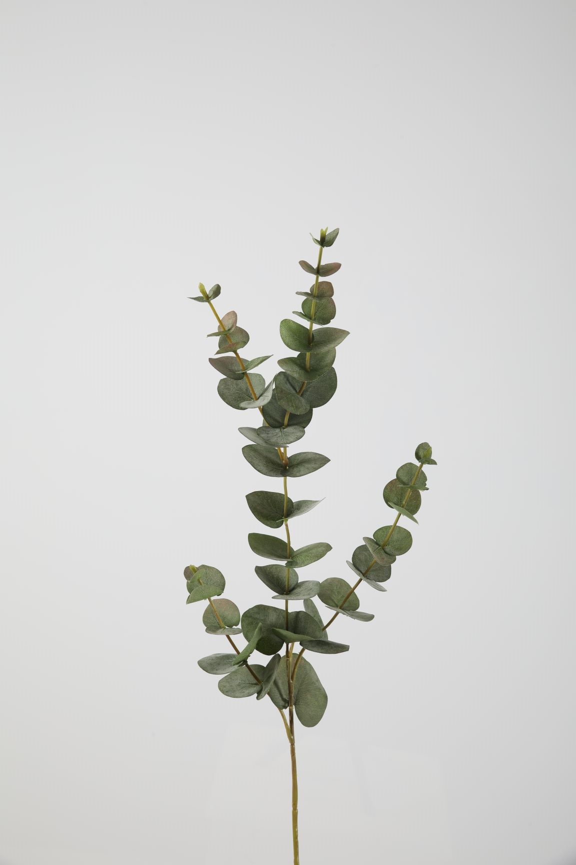 Eucalyptus