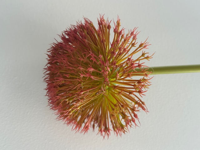 allium perfect  red grande