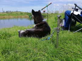 Grondpen 1 hond (pen met kabel) met draaioog (Campingpen)