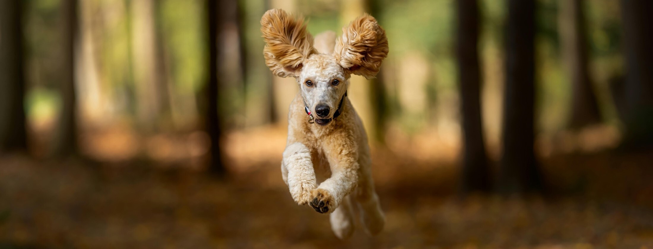 running dog KVV