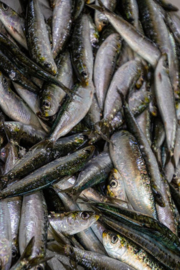 Sardines