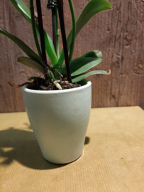 Potje mini orchideeën○7cm  groen