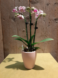 Potje mini orchideeën○7cm  roze
