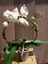 Orchideeën rond gebogen