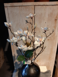 Magnolia wit kleinbloemig