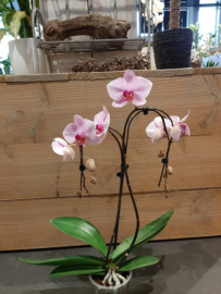 Orchideeën gebogen