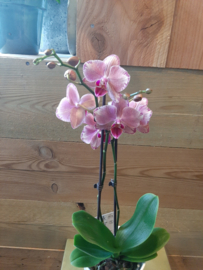 Orchidee rood/roze