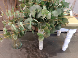 Eucalyptus  groen