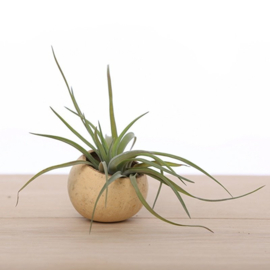 Airplant in bellcup