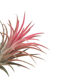 Tillandsia ionantha rood