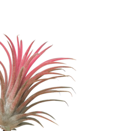 Tillandsia ionantha rood