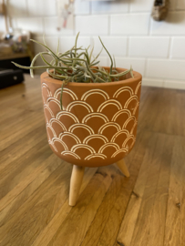 Airplant in terracotta potje