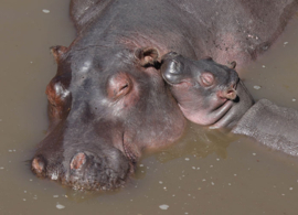 Hippo with young