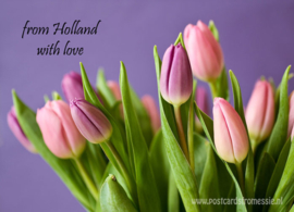 From Holland with love - Tulips