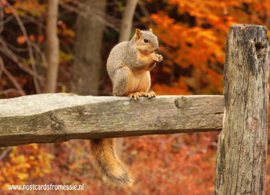 Eekhoorn in de herfst ansichtkaart