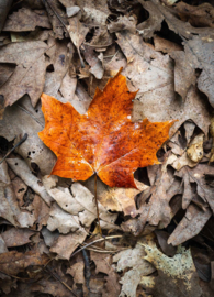 Autumn leaf