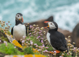 Puffins