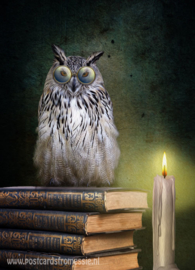 The wise owl