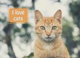 I love cats