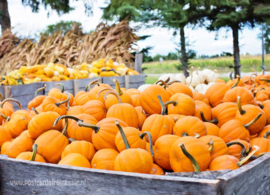 Pumpkins