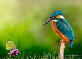 Kingfisher sees butterfly