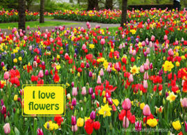 I love flowers