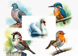 Postcard set - Birds