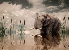Bubble blowing elephant
