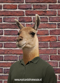 Lama met shirt