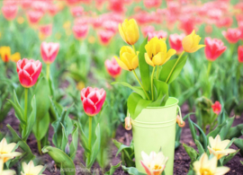 Spring tulips