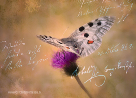 Flowers - Butterfly