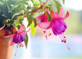 Summer fuchsia