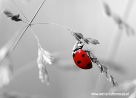 Ladybug