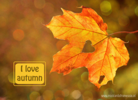 I love autumn