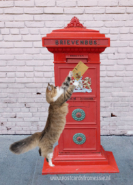 Kittycard - Kitty post een kaart