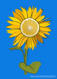 Lemon sunflower
