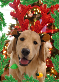 Christmas dog