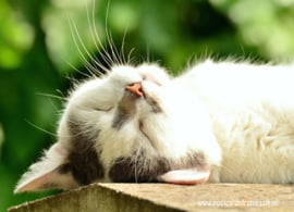 Slapende kat ansichtkaart
