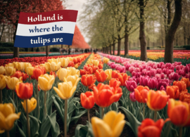 Holland is where the tulips are