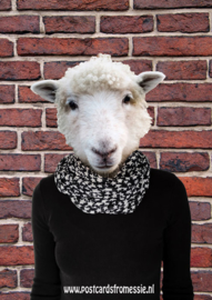Sheep with scarf