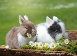 Bunnies