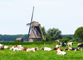 Watercolour postcard - Cows
